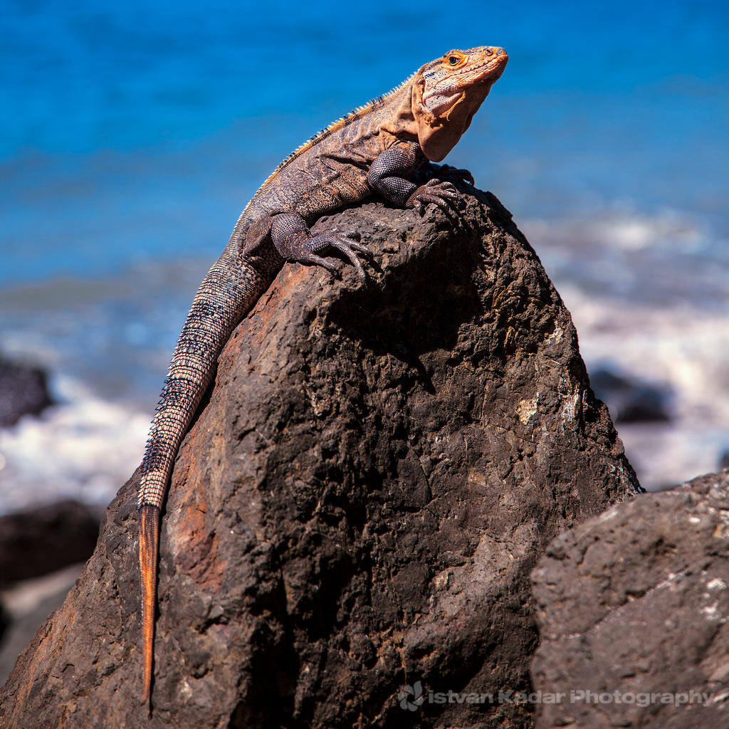 Black_Spiny-tailed_Iguana