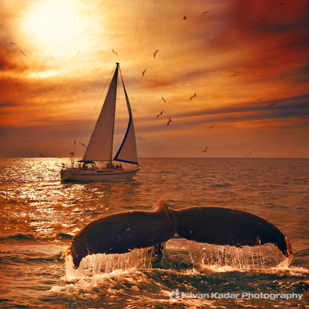 Sailing_with_the_Whales