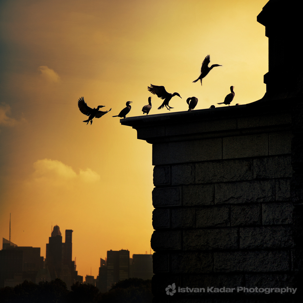 Silhouettes_of_the_Cormorants