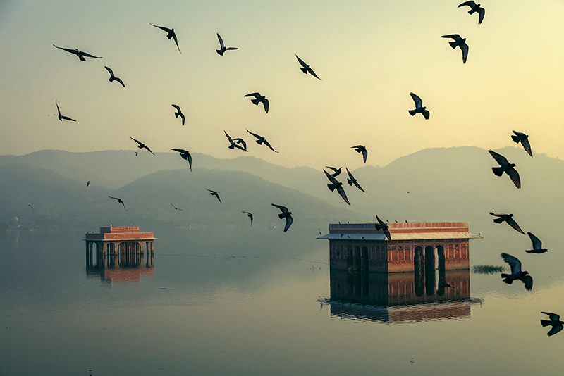 Mystic Morning - Jal Mahal