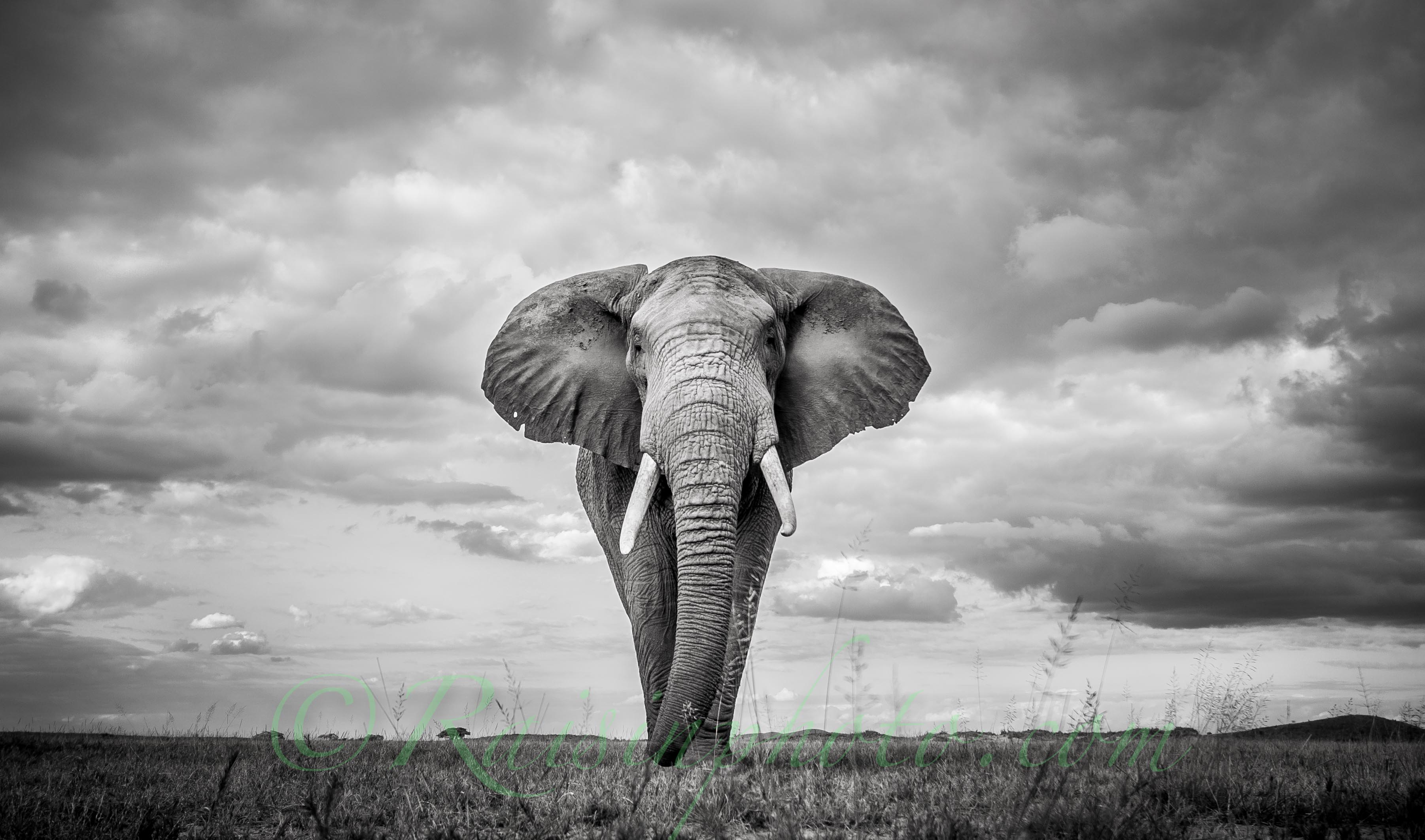 Impressive landscape and wildlife photographs by Pieter Ras | Phictures